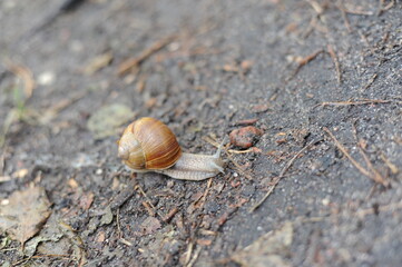 Snail (Helix pomatia, Roman snail, Burgundy snail, escargot) crawling on the ground in the forest