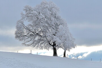 Windbuchen Auf Dem Verschneiten Schauinsland
