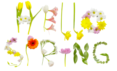 Hello Spring floral text with vibrant flowers and green leaves on a transparent background