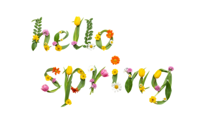 Hello Spring floral text, made of fresh flowers and leaves, isolated on white background. Seasonal greeting.