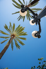 Palm Trees and Street Lamp Viewed from Below Against Blue Sky. Cadiz, Spain