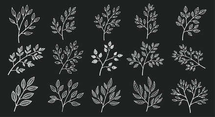 Obraz premium A beautiful collection of various tree branches with leaves, hand-drawn in a delicate white chalk sketch style on a black background.
