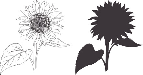 Two sunflower in outline and silhouette styles editable