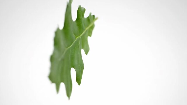 Oak Leaf Close-Up - This video showcases a single, vibrant green oak leaf against a stark white backdrop, emphasizing its natural detail.