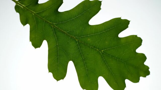 Green Oak Leaf Close-up - A detailed close-up shows the vibrant green color and intricate vein structure of a single oak leaf against a bright white background.