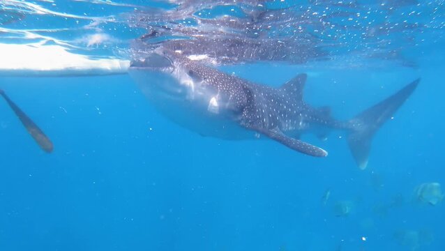 Whale shark swimming underwater in tropical sea