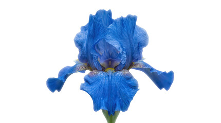Vibrant blue iris flower with intricate petal details and a green stem against a clean background studio shot on white and transparent
