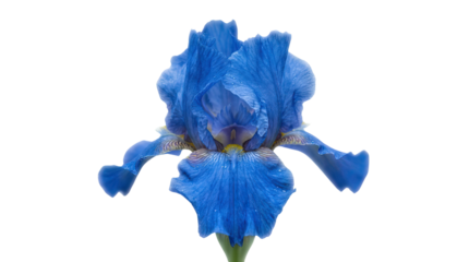 Vibrant blue iris flower with intricate petal details and a green stem against a clean background studio shot on white and transparent