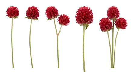 Gomphrena Globosa Flowers Isolated on White Background