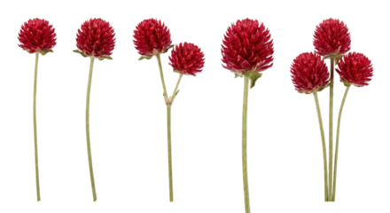Gomphrena Globosa Flowers Isolated on White Background