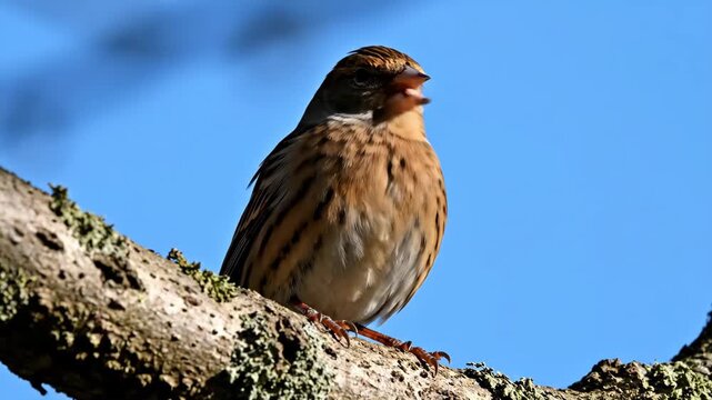 Linnet Bird on Branch - A small brown Linnet bird perched on a mossy branch is featured in a close-up shot.
