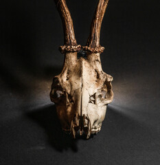 Roe deer skull Capreolus capreolus isolated against dark background. © Trygve
