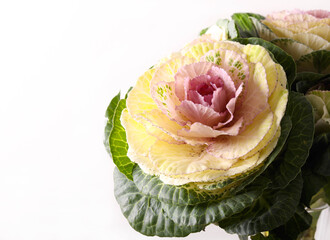 Ornamental cabbage flowers in vase