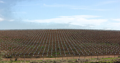 planta&ccedil;&atilde;o de oliveiras