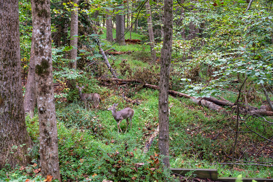 Deer in the Virginia Woods in Fall