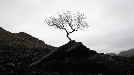 A solitary leafless tree grows from a dark rocky outcrop against a bright overcast sky