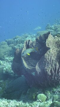 Marine snapper hovers near the sponge on coral wall at Nil Desperandum, Maluku, Indonesia