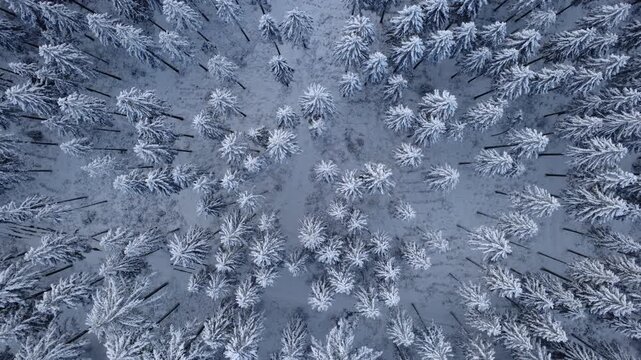 Snowy pinewood Fly over