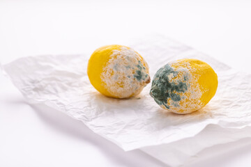 Mouldy lemons, food waste concept.