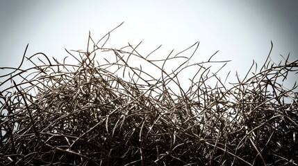 Desiccated thorny bush with sharp dry branches against a stark white sky