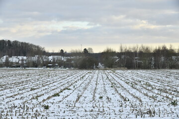 Fine couche de neige sur les prairies et champs en fin de journ&eacute;e &agrave; &Eacute;caussinnes d'Enghien (Soignies) 