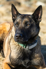 Fototapeta premium A close-up portrait of a Belgian Malinois shepherd dog wearing a tracking collar, lying on the alpine grass of Kranjska reber in the Kamnik–Savinja Alps