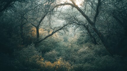 Dense Thicket Forming Natural Protection in a Misty Forest