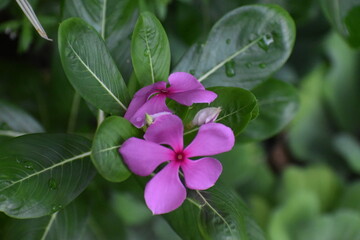 Obraz premium pink flower in the garden Noyon Tara Peri Winkle