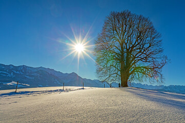 Allg&auml;u - Winterzauber - Schnee - Baum - Sonnenstern - m&auml;chtig