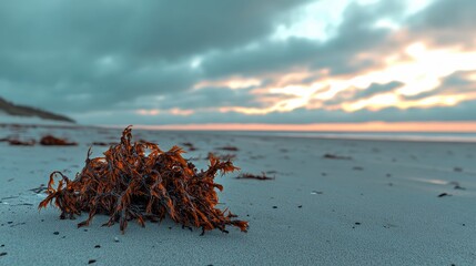 Dried tangled seaweed rests on a sandy beach under a cloudy sunset sky