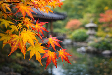 Vibrant autumn maple leaves in a serene Japanese garden expressing seasonal beauty tranquility and cultural landscape design