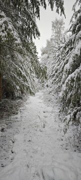 Tannen im Winterwald