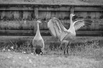 The powerful motion of a sandhill crane&rsquo;s wings is captured mid-movement in Tampa, Florida, showcasing strength and grace in perfect balance. Each wingbeat reveals detailed feathers and raw energy as 