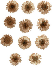 set of real pressed and dried flowers png cutout