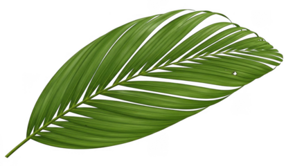 Single green palm leaf