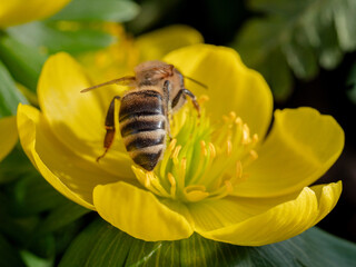 R&uuml;ckansicht Biene krabbelt &uuml;ber Winterlingbl&uuml;te