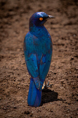 Cape Glossy Starling
