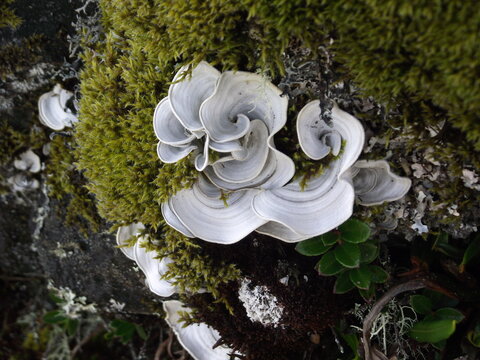 Paisaje rural en los Andes con monta&ntilde;as verdes, pinos y campos de cultivo, lagunas hermosas