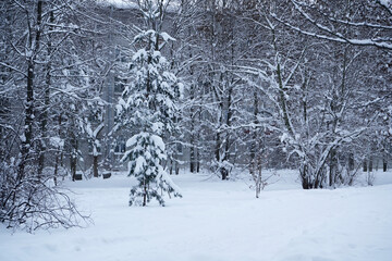 Winter snowy landscape with snowdrifts and snow-covered trees in the forest.