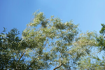 Green tree in the blue sky,  lush  foliage in the garden park.