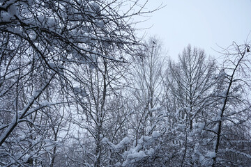 Winter snowy landscape with snowdrifts and snow-covered trees in the forest.