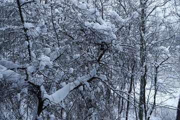 Winter snowy landscape with snowdrifts and snow-covered trees in the forest.