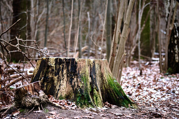 Moss grows on an aged tree stump in a forest during the daytime. The ground is covered in fallen leaves and a light dusting of snow