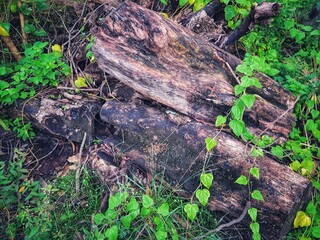 Weathered tree log with flat surface for product mockup in forest.