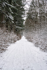 Snow covered forest path forming a winter tunnel of branches