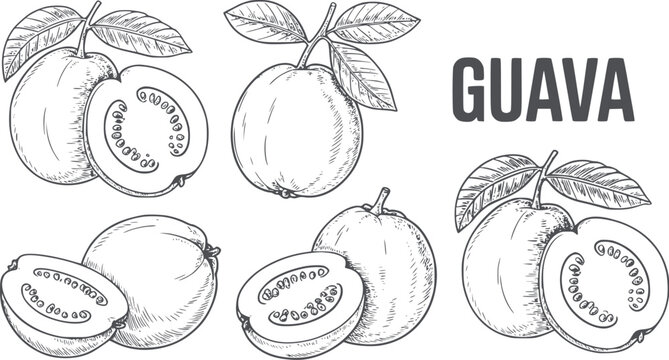 Detailed black and line of guava fruits with leaves