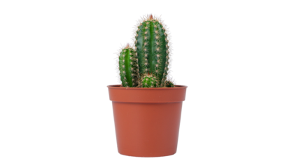 Green cactus plant in a brown terracotta pot against a stark white background with visible shadow detail high-key lighting with cutout object
