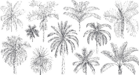 Detailed black and palm trees set with various leaf styles