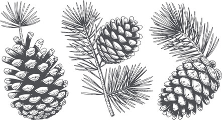 Detailed black and pine cones and pine branches