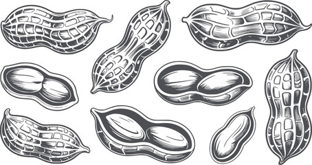 Detailed black and peanuts in shells and shelled variations